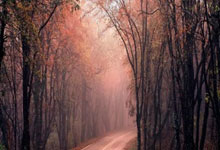 猛龙全阵容倾力，打出近期最佳表现